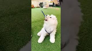 一日保姆之不願意走的比熊 （feat.dogboki比熊日常）