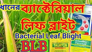 BLB / Bacterial Leaf Blight in Paddy / ধানের ব্যাকটেরিয়া পাতা ধ্বসা  / धान में पत्ती झुलसा रोग #BLB