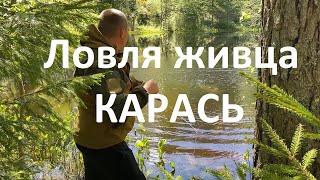 Лёгкий способ ловли живца / ЛОВЛЯ КАРАСЯ