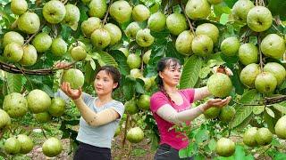 Harvesting Guava Fruit With My Sister (Phuong-Free Bushcraft) Go To Market Sell. Dang Tieu Huyen