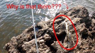 KID Finds HUGE Fish on The Banks of The St  Croix River!!!