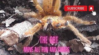 the obt move #tarantulasoftheworld #nature #oldworld