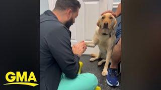 Video of injured dog learning to trust vet goes viral l GMA