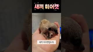 미어캣 귀엽다
