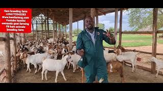 Overall routine activities of goat farming projects by Hamiisi semanda +256773343283