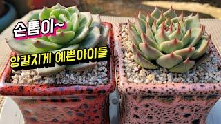 [인천다육]대품으로 자라면 정말 예쁘죠~