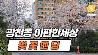 벚꽃엔딩 끝판왕~! 광천동 이편한세상에 찾아온 봄