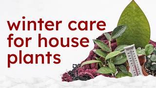 How to keep your plants alive during winter