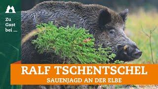 Sauenjagd | Zu Gast bei … Ralf Tschentschel | Schwarzwild | Rotte | Keiler | Ansitz