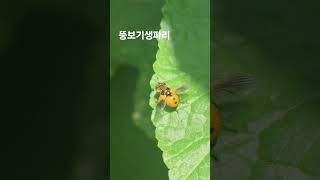 #뚱보 기생파리