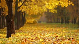 Yellow autumn leaves video clip 