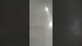 Вы знаете кто такие чешуйницы? Смотрите!