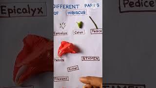 Dissection of Hibiscus Flower (China Rose )   #shorts #youtubeshorts #flowers #flower #practical