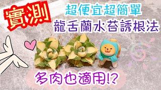 【多肉實驗室】新手必學！水苔誘根法｜王妃雷神｜龍舌蘭｜How to root Agave