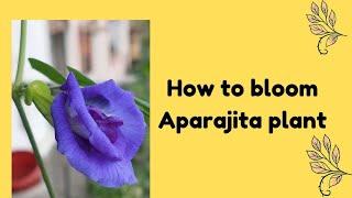 Tricks to make Aparajita Plant Bloom