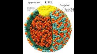 Biochemistry- Module-6: Lipoprotein-3 Sem B.Sc Microbiology