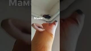 когда мама убирается в твоё комнате #блоптоп #торт #милота #memes #мем #топ #funny #furry #мама