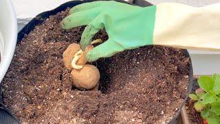 Dahlia Planting: Cafe Au Lait ROYAL