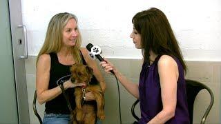 All For Animals TV #46: Animal Haven 50th Anniversary & New Shelter!