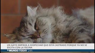 Gato sospecha que está castrado porque ya no se excita con la vecina de al lado | El Mundo Today 24H