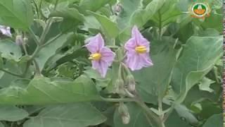 Brinjal Grafting Technology