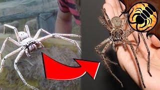 Meet the VIRAL Giant Spider! HUGE Australian Huntsman