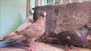 "Spread" Racing Pigeons in different colours