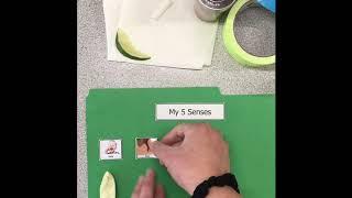 My 5 Senses