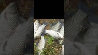 월척만 나온 날~ #붕어낚시 #월척붕어 #fishing
