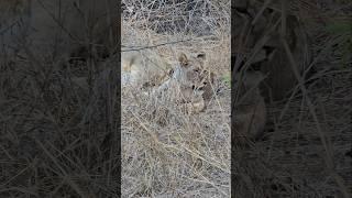 Why Lions don't Hunt during the day