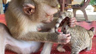 Haha Zue!! Monkey Zueii Grooming Kitty Long Time She Really Love It