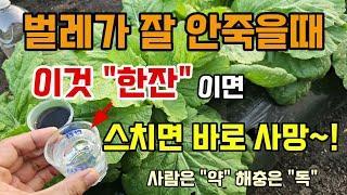 잘 안죽는 벌레 이것 "한잔"이면 스쳐도 바로 사망! 천연살충제 살충효과 높이는 방법 #천연살충제 #해충퇴치방법 #고삼효능