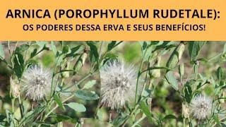 ARNICA (POROPHYLLUM RUDETALE): OS PODERES DESSA ERVA TOXICA E SEUS BENEFÍCIOS!