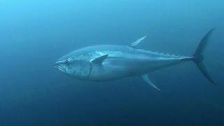 Spearfishing: 3 TUNA in 2 DIVES