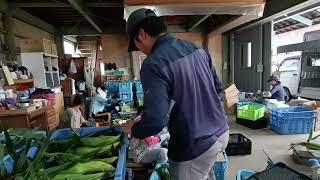 Cleaning and packing corn. #farmerinjapan#buhayofw