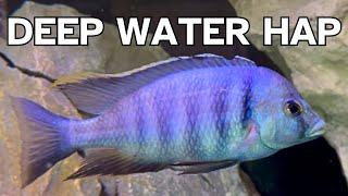 How to Keep Deep Water Hap Cichlids | Complete Care & Breeding Guide