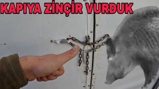 KAPIYA ZİNCİR VURDUK!! DOMUZLAR GERİ DÖNDÜ~SAMAN YABALARI HAZIR~BİR DAMLA YAĞMUR