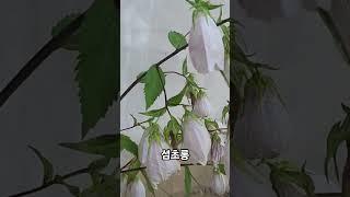 섬초롱은 민간에서는 예로부터 기관지염과 천식에 효능이고 비빔밥으로 꽃과 잎을 함께 먹을수 있다. #섬초롱