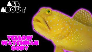 All About The Yellow Watchman Goby or Yellow Prawn Goby