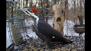 The Bird Perch Live - Platform Bird Feeder in Michigan - 3/9/2025 (Part 3)