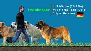 The Biggest Dog Breeds In The World | Dogs Size Comparison