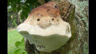 Dr. Matt Barrett - Polypore Diversity in Australia: Identifying Bracket Fungi and Relatives