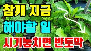 참깨 지금시기에 해야할 것 시기 놓치면 수확량 반토막납니다.