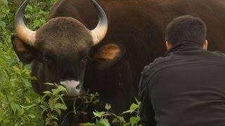 World's Biggest Wild Cows - Dangerous Gaur of India