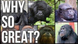 Why Great Apes are Great