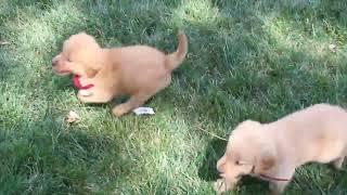 Golden Retriever Puppies For Sale