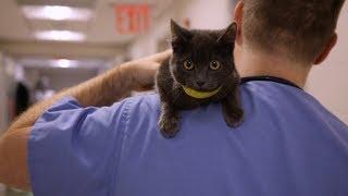 Our Mission | The Animal Medical Center