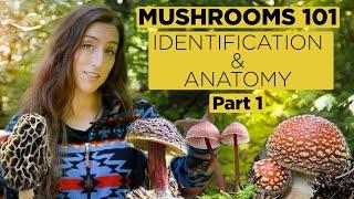 Mushrooms 101: Identification and Anatomy - Part 1