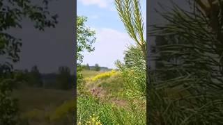 Лето на Южном Урале. #врек #семья #обзор #южныйурал #shorts #short