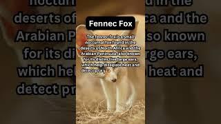 FACTS to KNOW about FENNEC FOX: Nature Unleashed!!! #shorts #facts